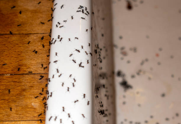 Best Ant Control Services  in Exander City, AL